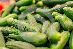 Close-up of a group of fresh green cucumbers. Organic vegetables cucumbers in the tray. Delicious cucumbers. You can use
