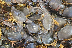 Close up group of raw sea blue crabs on dispaly for sale in the market photo