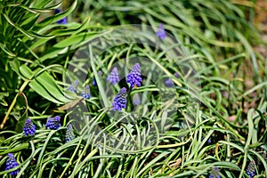 Close up of a group of fresh small blue flowers of Muscari neglectum or common grape hyacinth in a garden in a sunny spring day,