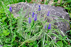 Close up of a group of fresh small blue flowers of Muscari neglectum or common grape hyacinth in a garden in a sunny spring day,