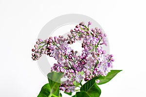 Close up of a group of fresh small blue flowers of Syringa vulgaris lilac or common lilac in front of a white wall in a room,