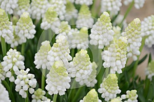 Close up of a group of fresh small white flowers of Muscari neglectum or common grape hyacinth in a garden in a sunny spring day,