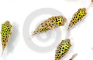 Close up Group of Green Spotted Puffer Fish Isolated on White Background