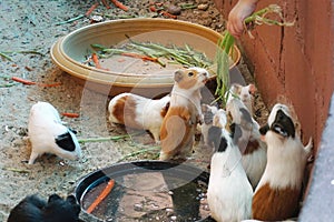 A group of guinea pig eating some food