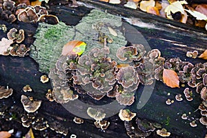 Close up of group  shelf fungus stereum gausapatum on wet black tree trunk and green moss photo