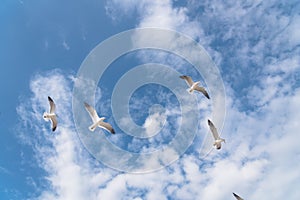 Group seagulls are flying on the cloud blue sky