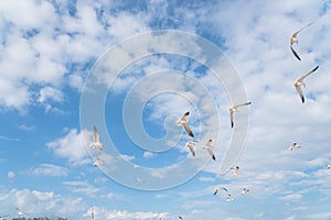 Group seagulls are flying on the cloud blue sky