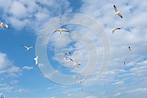 Group seagulls are flying on the cloud blue sky