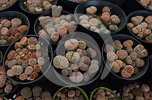 Close up group of Lithops, a genus of succulent plants