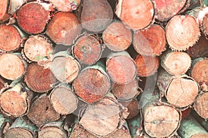 Close up of group of log which storage for industry.