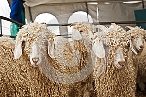 A close up of a group of mohair goats