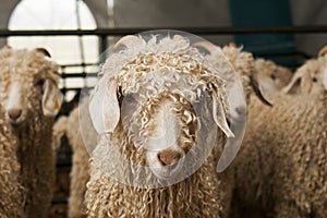 A close up of a group of mohair goats photo