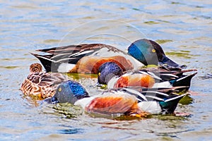 Close up of a group of Northern shoveler Spatula clypeata ducks feeding in the waters of south San Francisco bay area, Palo Alto