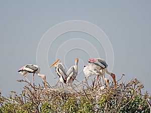 Close up Group of Painted Stork Nesting on The Top of Tree