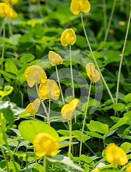 Close up of Group of Pinto Peanut or Arachis Pintoi on Nature Background