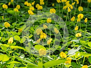 Close up of Group of Pinto Peanut or Arachis Pintoi on Nature Background