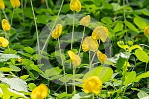 Close up of Group of Pinto Peanut or Arachis Pintoi on Nature Background