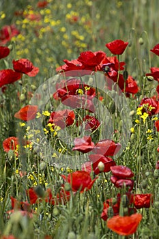 Close up of group of poppies in Hungary