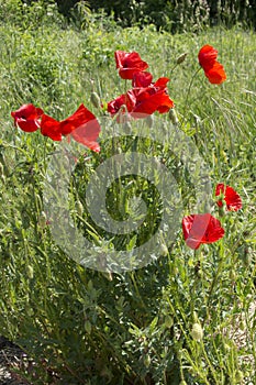 Close up of group of poppies in Hungary