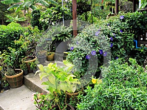 Close up group of potted flowers arrangement in garden in Thaila