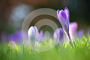 Close up group purple crocus flowers in grass field. Early spring colorful botanical scene. Low perspective and soft light. Fresh