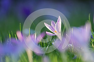 Close up group purple crocus flowers in grass field. Early spring colorful botanical scene. Low perspective and soft light. Fresh