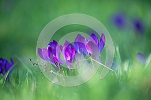 Close up group purple crocus flowers in grass field. Early spring colorful botanical scene. Low perspective and soft light. Fresh