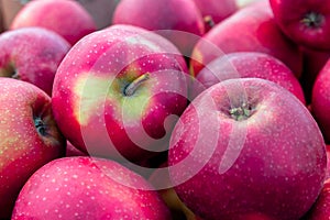 Close-up group of red apples fresh gathered at ecological farm, summer tray market full of organic fruits in a supermarket,