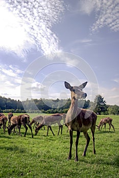 Close up of group of red deer standing in clearing eating grass