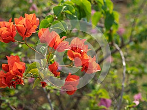 Close up Group of Red Orange Bougainvillea Flowers Isolated on Nature Background, Selective Focus