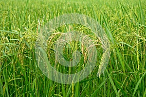 Close up of group rice paddy field background