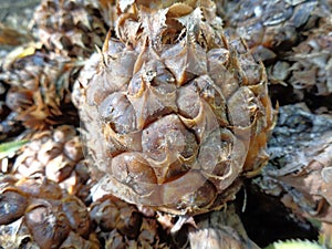 Close up a group of rotten pineapple