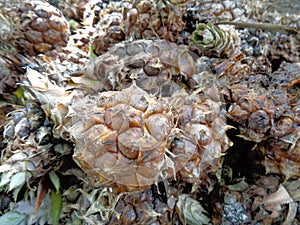 Close up a group of rotten pineapple