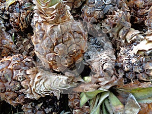 Close up a group of rotten pineapple