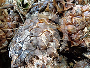 Close up a group of rotten pineapple