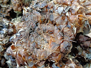 Close up a group of rotten pineapple