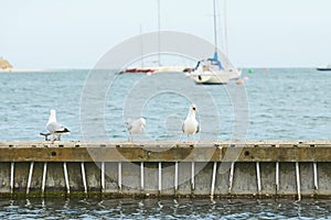Close up of group seagulls fighting, on the pier in marina with sea in background.
