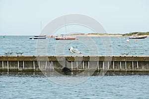 Close up of group seagulls fighting, on the pier in marina with sea in background.