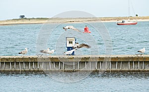 Close up of group seagulls fighting, on the pier in marina with sea in background.