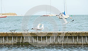 Close up of group seagulls fighting, on the pier in marina with sea in background.