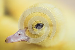 Close up group of small duckling