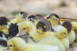 Close up group of small duckling