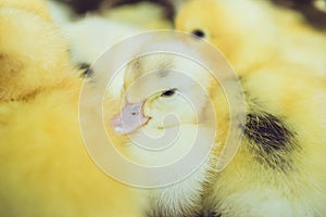 Close up group of small duckling