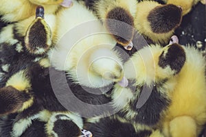 Close up group of small duckling