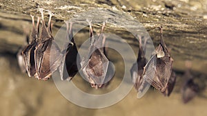 Close up group of small sleeping horseshoe bat covered by wings, hanging upside down on top of cold natural rock cave while