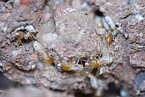 Close up group of Termites or white ants worker
