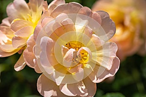 Close-up of a group of three pale pink and yellow `The Lark Ascending` hybrid shrub roses in garden with green leaves in bl