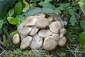 Close up of a group of toadstools
