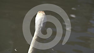 Close-up of a group of white Eurasian swans on a lake on a sunny day.