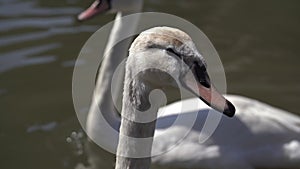 Close-up of a group of white Eurasian swans on a lake on a sunny day.